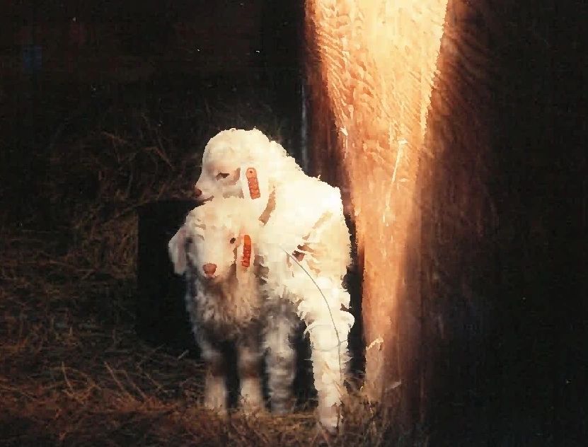 Dog in warm golden light — Reviews for Goat Song