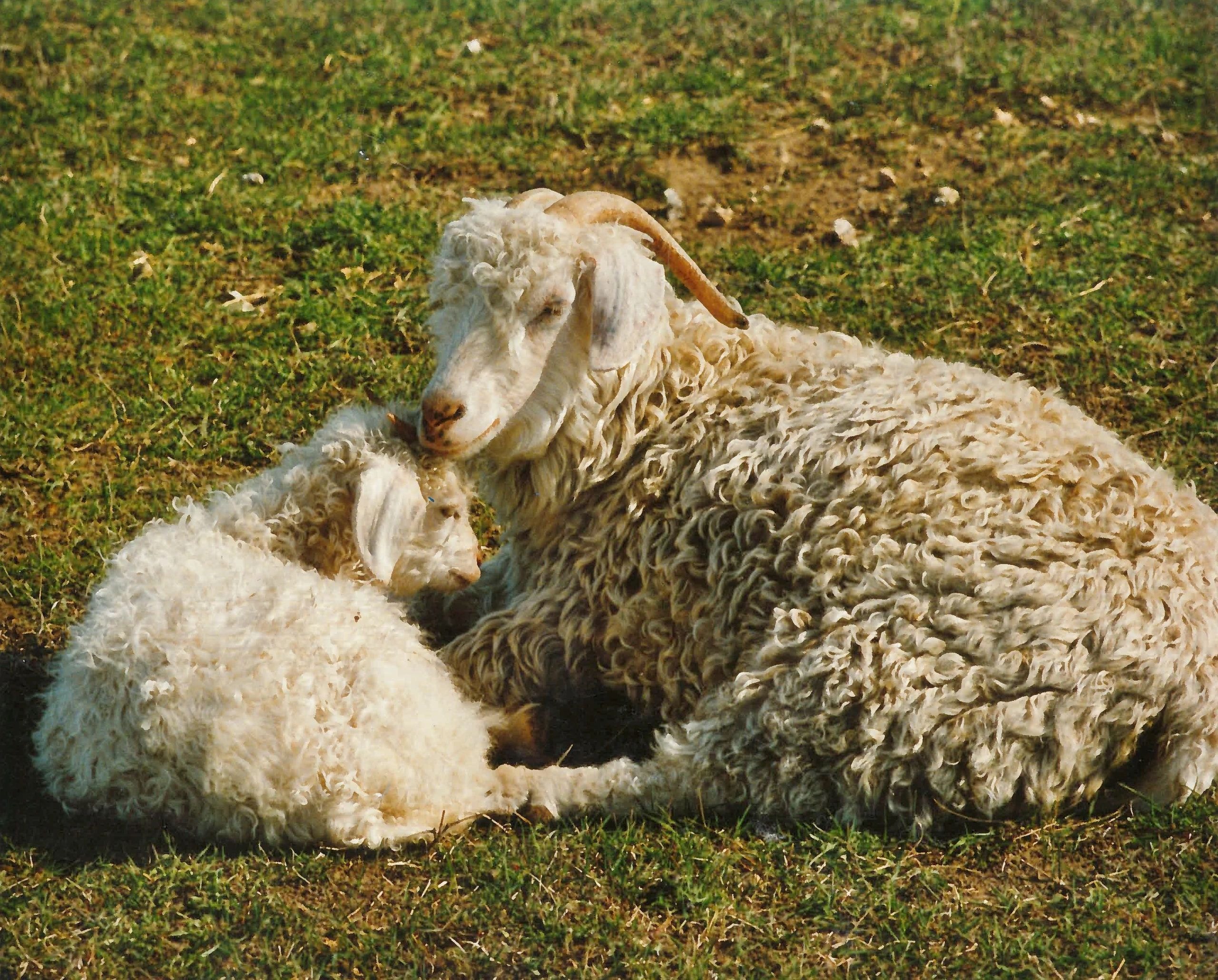 Island goat farm scene